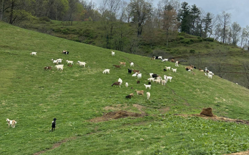 ashville-horseback-riding-05