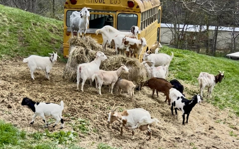 ashville-horseback-riding-09