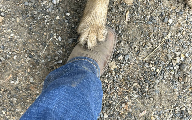 ashville-horseback-riding-11