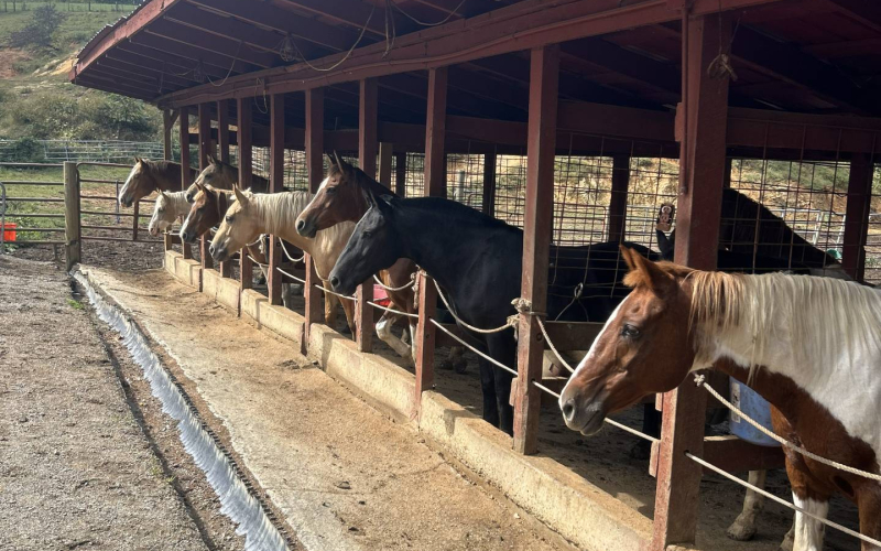 ashville-horseback-riding-17